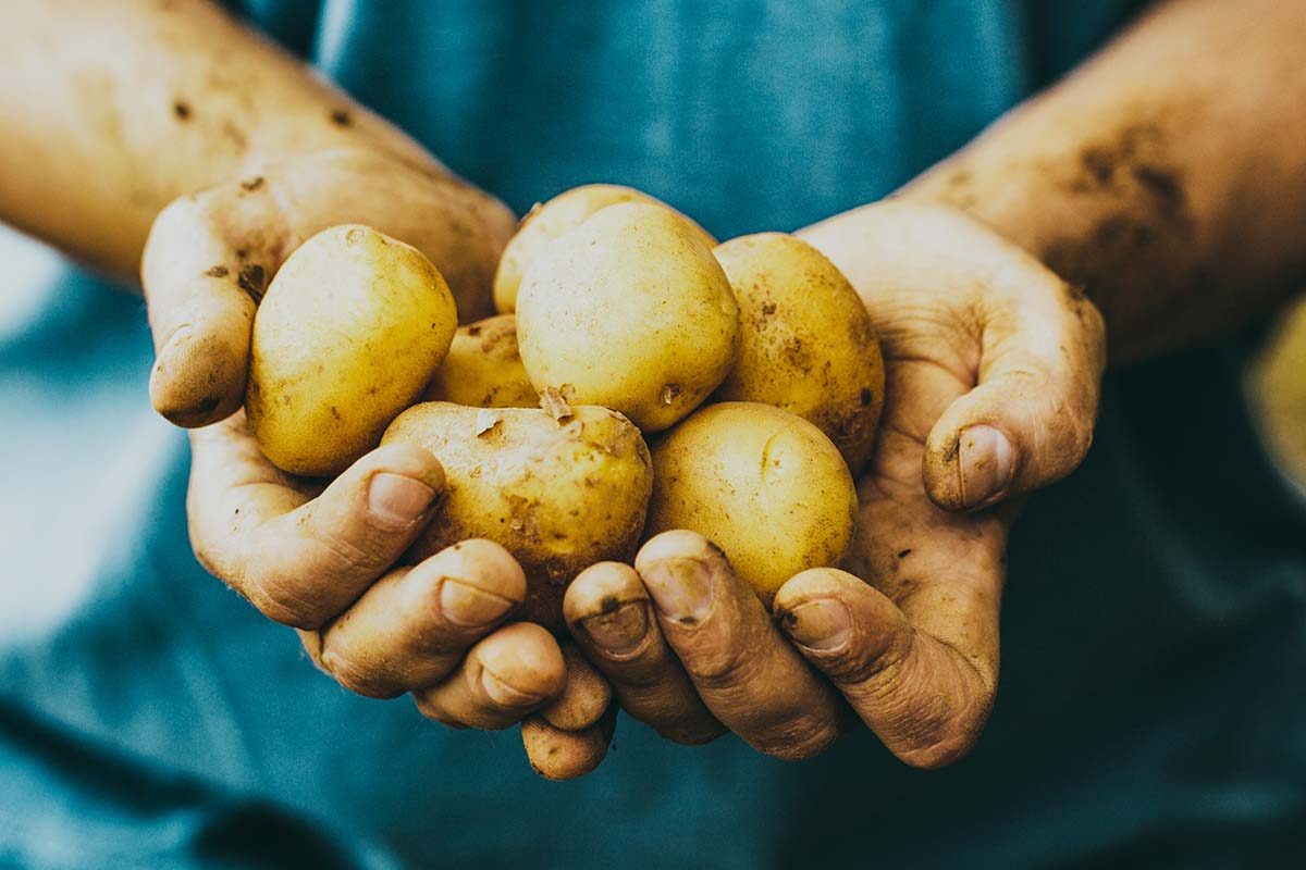 Fresh Produce from the Sunshine Coast - The Produce Wholesaler